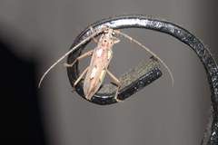 Eburia semipubescens