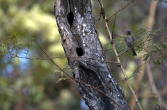 Gymnoris xanthocollis