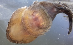 Skilletfish photo 4