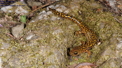 Onychodactylus koreanus