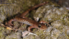 Onychodactylus koreanus