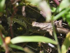 Stenocercus guentheri