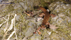 Onychodactylus koreanus