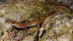 Onychodactylus koreanus