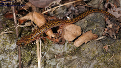 Onychodactylus koreanus