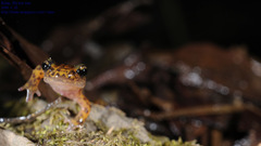 Onychodactylus koreanus