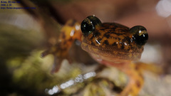 Onychodactylus koreanus