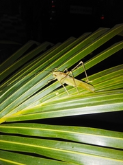 Mecopodinae