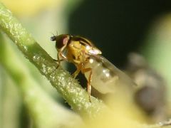 Chlorops