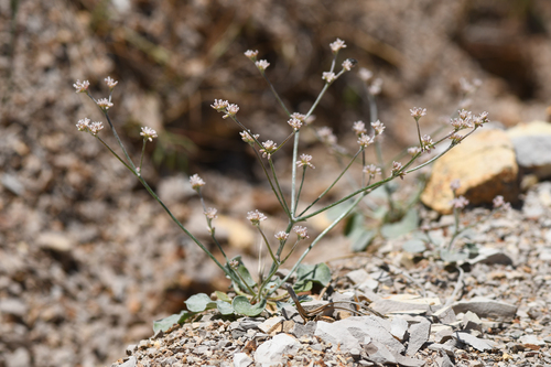 eastwood's buckwheat (Eriogonum eastwoodianum)