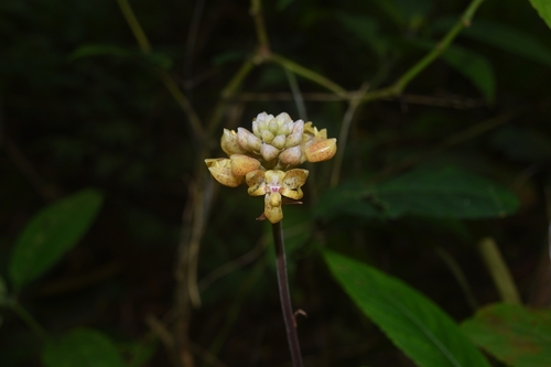 Plocoglottis lucbanensis