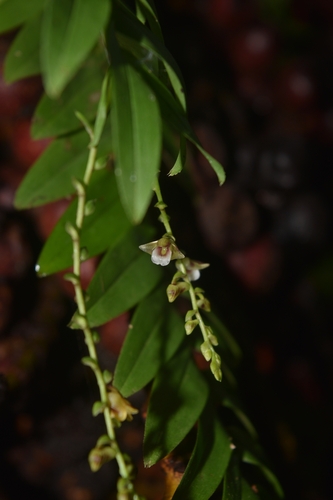 Appendicula pendula observed 2023-05-13