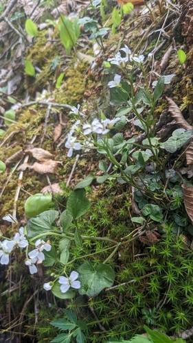 Image of Cardamine clematitis by (c) dsiripoonsup, some rights reserved (CC BY)