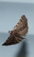 Lepidoptera
