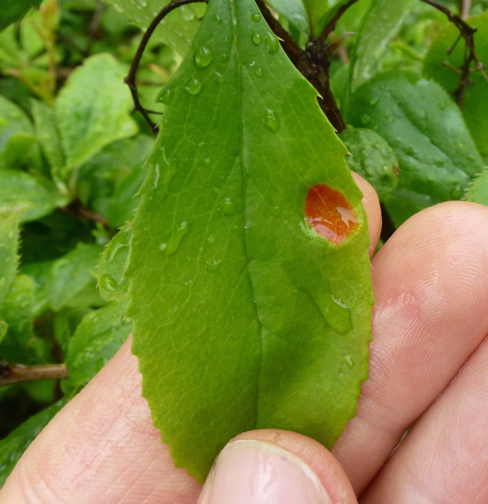 Puccinia graminis Pers.