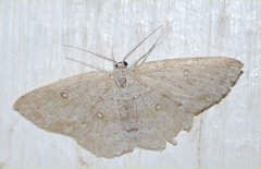 Cyclophora pendulinaria
