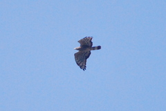 Pernis ptilorhynchus orientalis