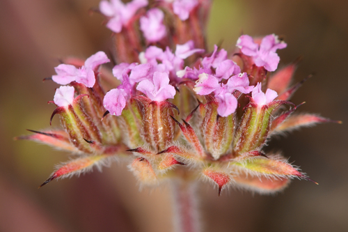 Priest Valley spineflower (Chorizanthe ventricosa)