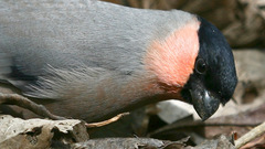 Pyrrhula pyrrhula griseiventris