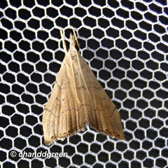 Ptychopseustis plumbeolinealis