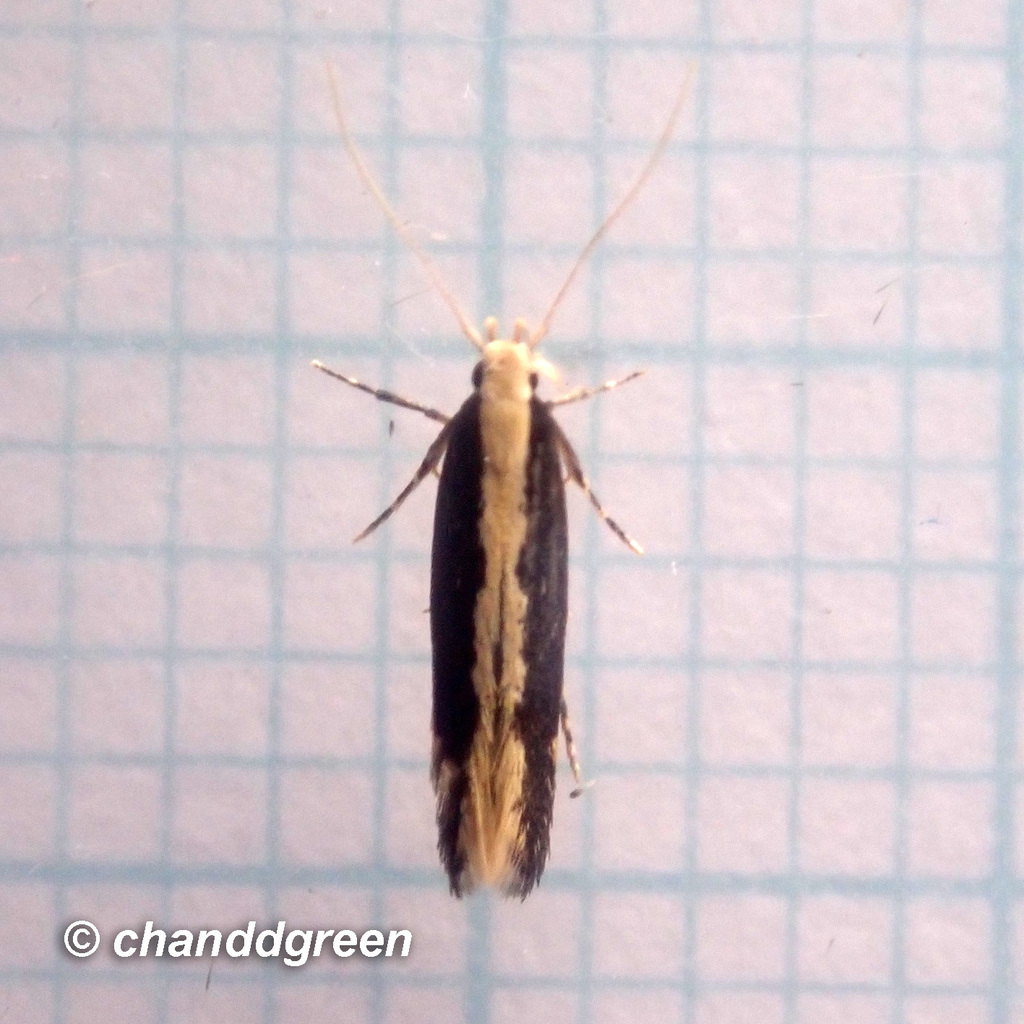 Labdia oxychlora