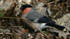 Pyrrhula pyrrhula griseiventris