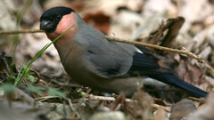 Pyrrhula pyrrhula griseiventris