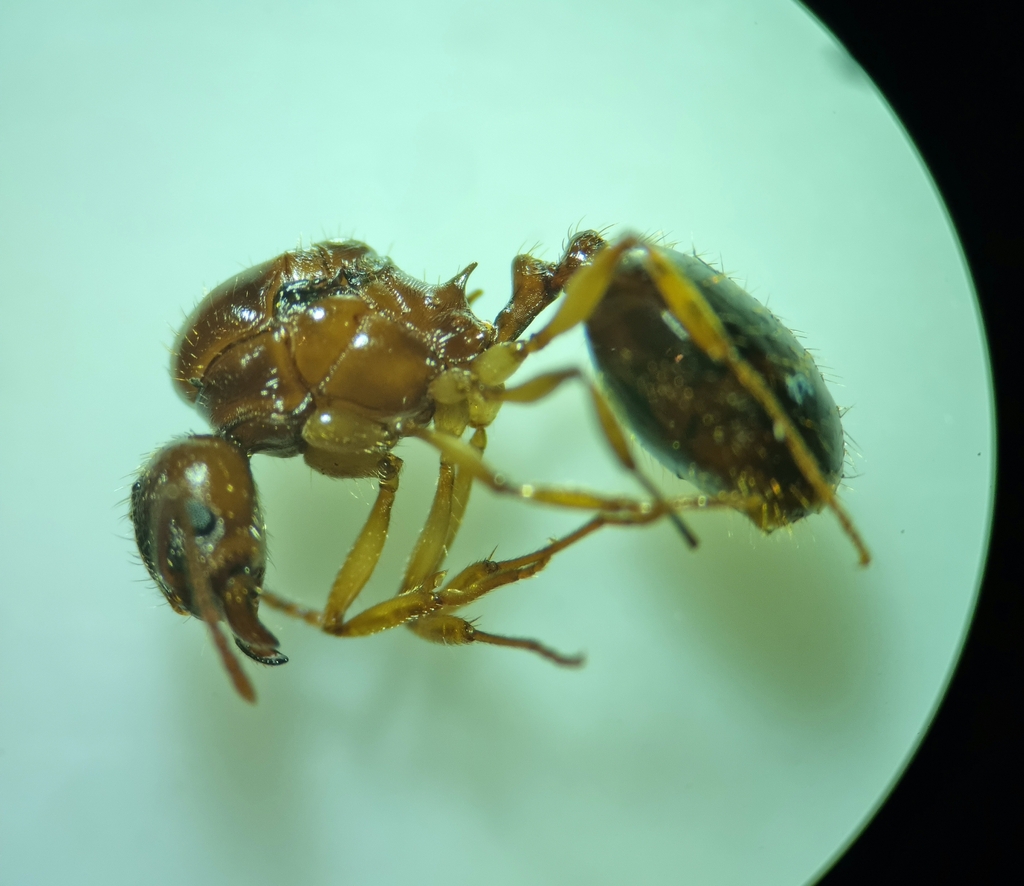 Aphaenogaster subterranea from Hely 48,494352, 20,742728 on May 14