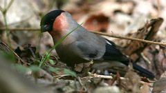 Pyrrhula pyrrhula griseiventris