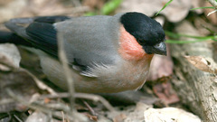 Pyrrhula pyrrhula griseiventris