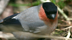 Pyrrhula pyrrhula griseiventris