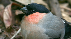 Pyrrhula pyrrhula griseiventris