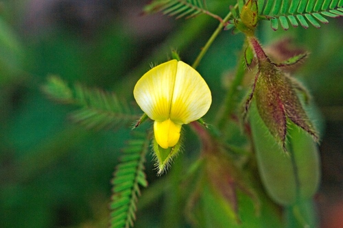 Image of Aeschynomene indica by (c) Norman Douglas, some rights reserved (CC BY)