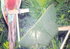Pelagodes antiquadraria