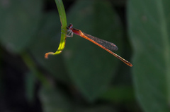 Agriocnemis femina