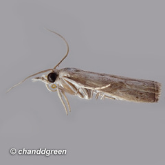 Culladia hastiferalis