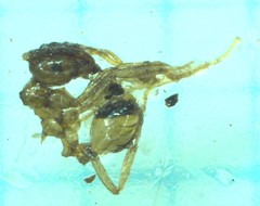 Lophomyrmex taivanae