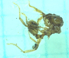 Lophomyrmex taivanae