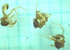 Lophomyrmex taivanae