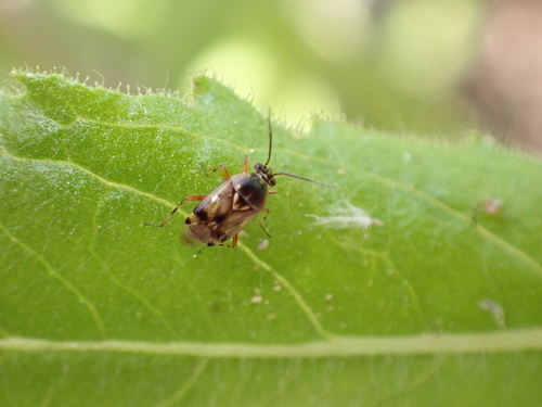 Deraeocoris serenus