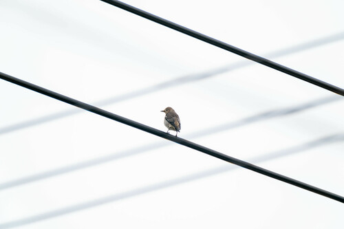 Chestnut-cheeked Starling (Agropsar philippensis), photo 8