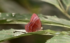 Abisara saturata kausambioides
