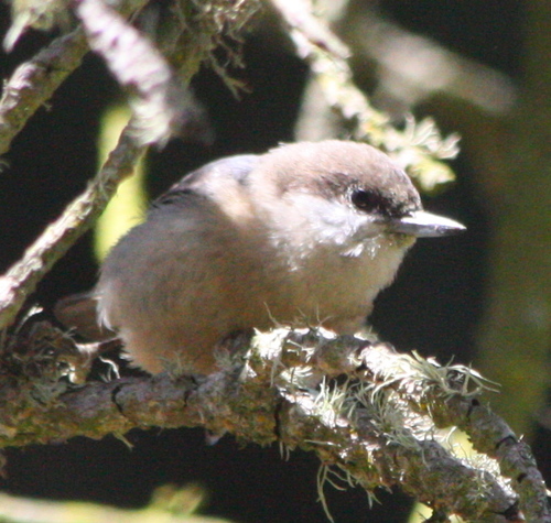 Sitta pygmaea