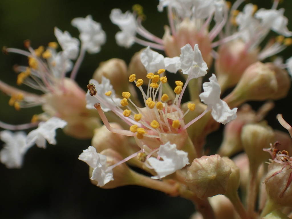 Subcostate Crepe Myrtle