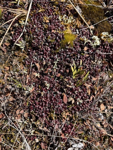 Image of Diapensia obovata by (c) Brandon Corder, some rights reserved (CC BY)