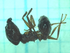 Pheidole nodus