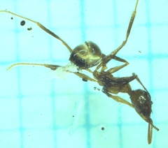 Pheidole nodus