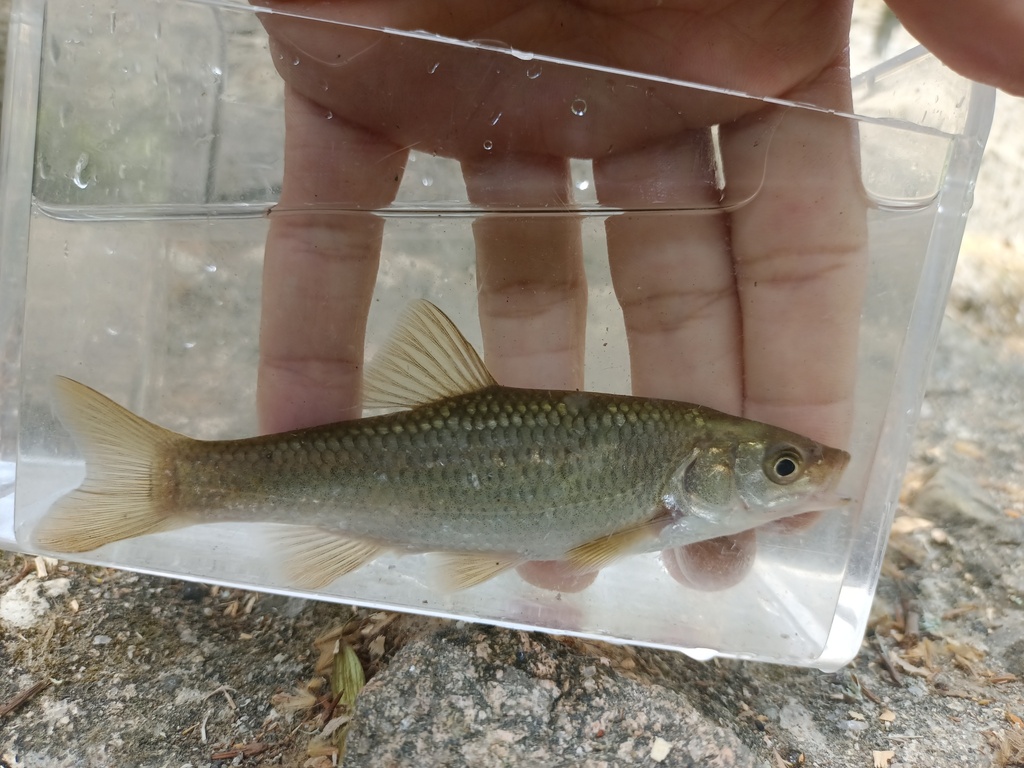 Tagus Chub