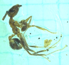 Pheidole nodus