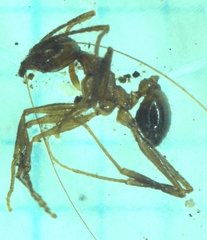 Pheidole nodus